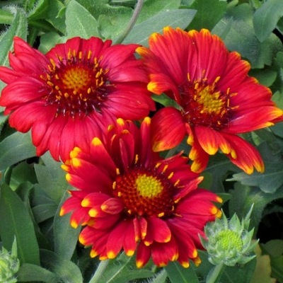 Gaillardia 'Red Shades' - Kwitnąca Radość p12