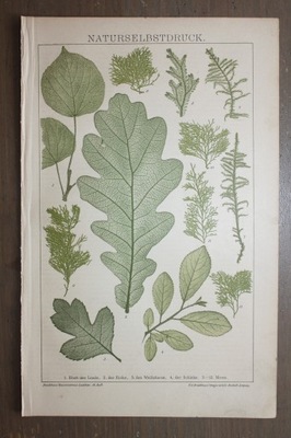STARA GRAFIKA PRZYRODA ROŚLINY LIŚCIE 1899 ORYGINAŁ