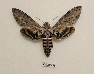 Motyl Agrius convolvuli samica 95mm .