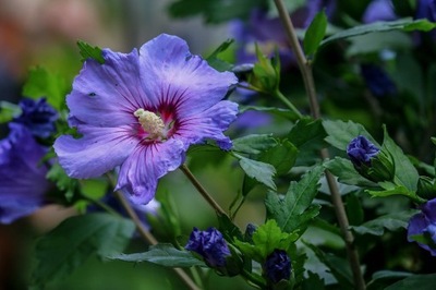 Hibiskus Ketmia Syryjska Fioletowy pa 855-1