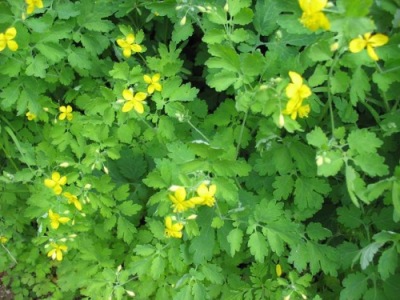 GLISTNIK - ZAKONSERWOWANY SOK - 100 ML