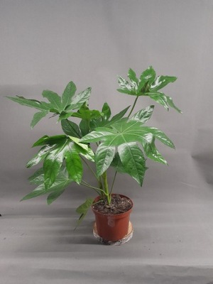 Fatsia Japonica 65cm roślina