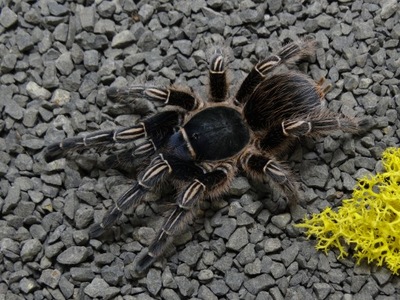 PAJĄK PTASZNIK APHONOPELMA SEEMANNI L2 "SPIDERS LABORATORY"