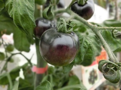 Pomidor koktajlowy czarny sadzonka