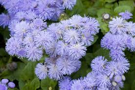 Żeniszek meksykański – Niebieski Ageratum