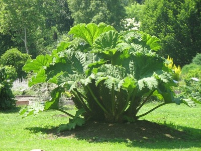 GIGANTYCZNA GUNNERA PRAWDZIWY GIGANT .