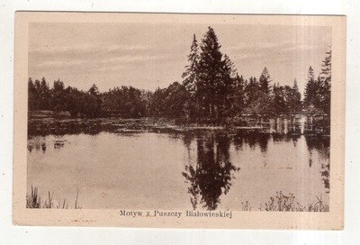 Białowieża k Hajnówka - Puszcza Białowieska - ok1930