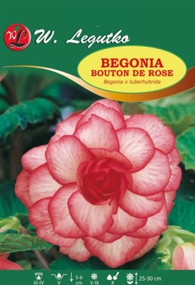 Begonia Bouton de Rose czerwono-biała 1szt /L04