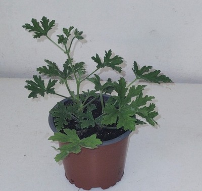 Geranium Anginka