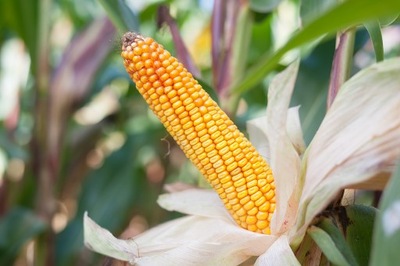 Nasiona Kukurydzy Kukurydza Ułan C1