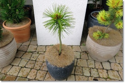 Pinus koraiensis 'Golden Eye' - Unikat !!!