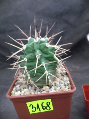 Echinocereus triglochidiatus 3168 don7x7cm WW0517P