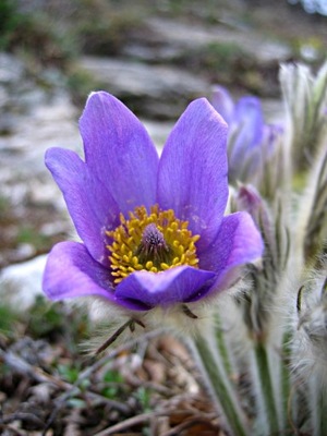 Sasanka, Anemone pulsatilla