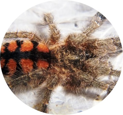 Avicularia minatrix SpidersForge)