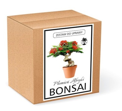 Zestaw do uprawy BONSAI płomień afryki