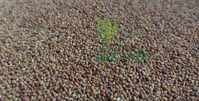 Lucerna siewna 500g nasiona na nawóz zielony