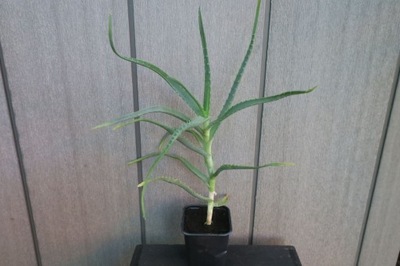Aloes Drzewiasty leczniczy wieloletni 51 cm