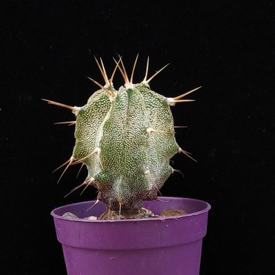 kaktus Astrophytum ornatum