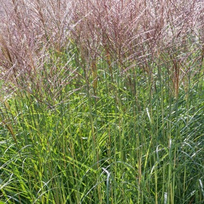 Miscanthus sinensis Graziella miskant chiński