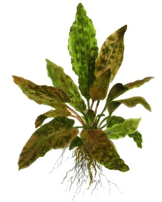Cryptocoryne wendtii Tropica TROPICA (koszyk)