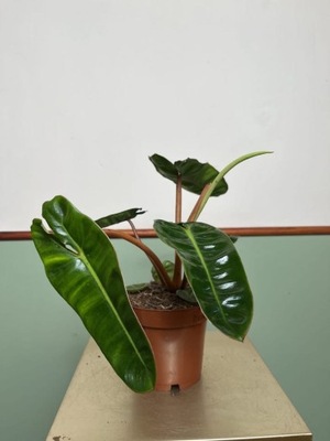 Philodendron Bilietie ROŚLINA KOLEKCJONERSKA