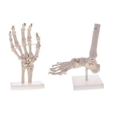 2 zestaw modelu szkieletu ludzkiego na
