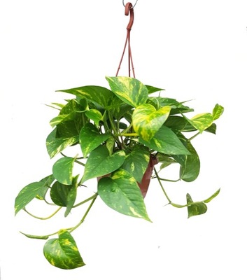 EPIPREMNUM ZŁOCISTE FILODENDRON PHILODENDRON ŚR