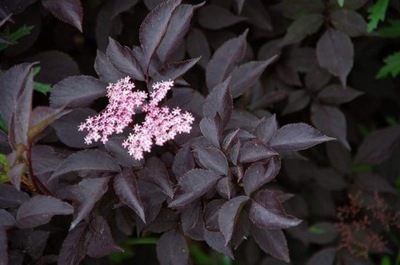 Bez czarny Black Lace Sambucus 3L