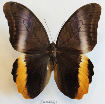 Motyl Caligo atreus samiec 112mm ładny stan !!