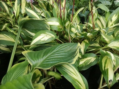 Funkia. Hosta Chery Berry- paszport