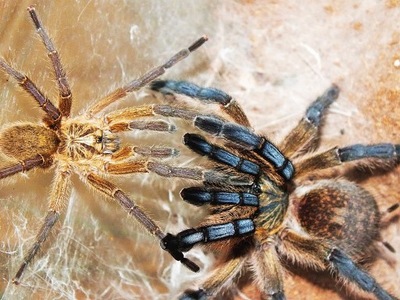 Harpactira pulchripes (SpidersForge)