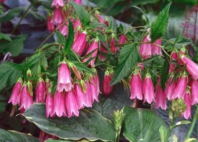 DZWONEK KROPKOWANY CAMPANULA PUNCTATA SADZONKA P9