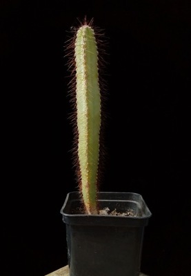 kaktus Cereus repandus