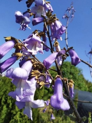 Paulownia pawłownia ala drzewko tlenowe "ala oxy tree " sadzonka