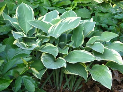 Funkia "REGAL SPLENDOR" Hosta sadzonka