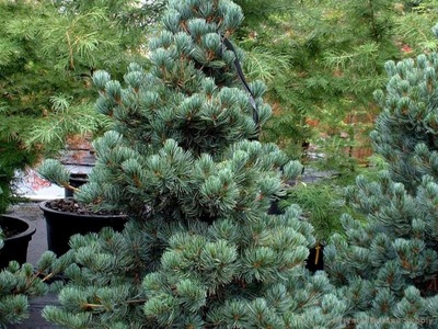 SOSNA 'Pinus' RUMELIJSKA