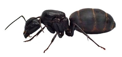 Mrówki Camponotus japonicus Q + 10-20 robotnic