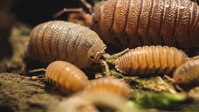 Isopody Armadillidium scaberrimum ex sandstone 20