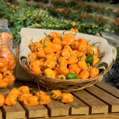 PAPRYKA Papryka chińska Habanero Limon b.ostra