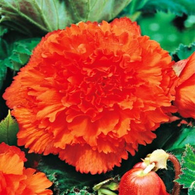 Begonia Strzępiasta Pomarańczowa Orange 1 szt sadzonka sadzonki Begonie