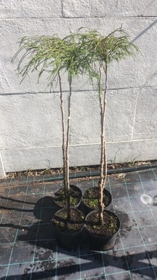 Thuja Whipcord na pniu oryginał do małych ogrodów