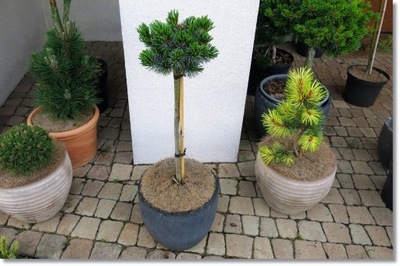 Pinus parviflora 'Kin-po' - Duża !!!