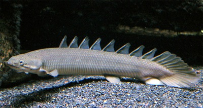 Wielopłetwiec pancerny Polypterus delhezi