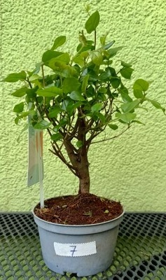 SAGERETIE SAGERETIA BONSAI