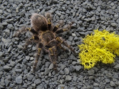 PAJĄK PTASZNIK GRAMMOSTOLA PULCHRIPES L4 "SPIDERS LABORATORY"