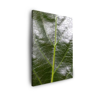 Obraz na płótnie Botanika Zielony liść 40x60 cm