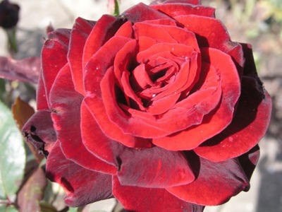 Róża rabatowa Bordowa- gat. I