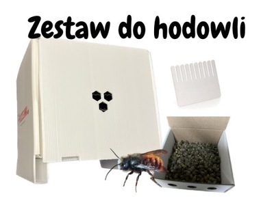 Zestaw hodowlany z murarka ogrodowa Pszczelinka.pl 300 kokonów o. bicornis