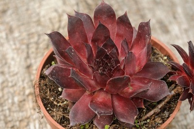 Rojnik "Pac. Purple Shadow" - Sempervivum