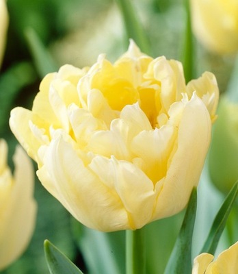 TULIPAN VERONA 5 SZT CEBUL .